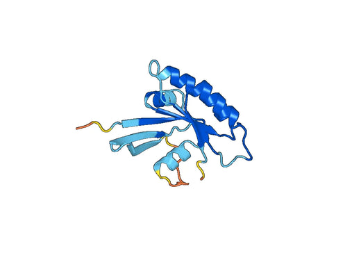 Recombinant Human RERG Protein, N-His