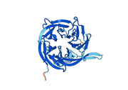 Recombinant Human RFWD3 Protein, N-His