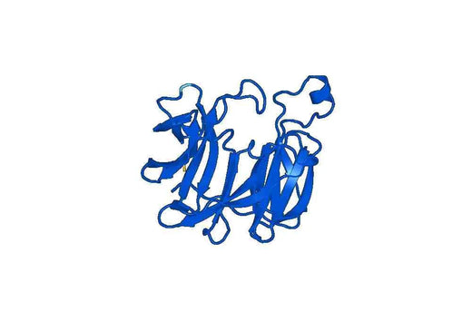 Recombinant Human RGN, N-His