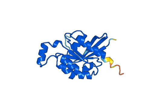 Recombinant Human RHOA Protein, N-Strep