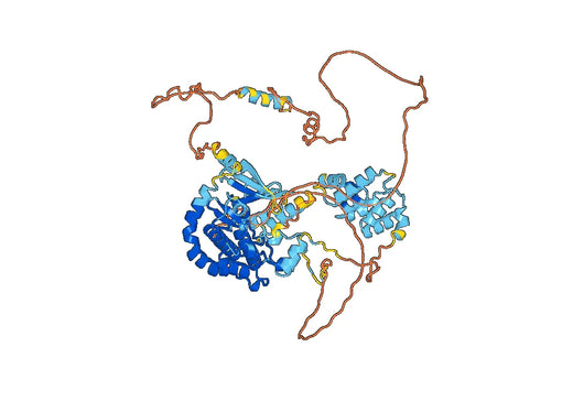 Recombinant Human RIPK1, N-His