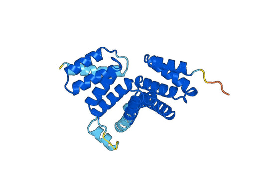 Recombinant Human RMDN3 Protein, N-His