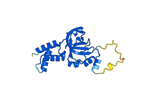 Recombinant Human RMI1 Protein, N-His