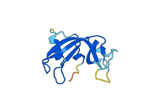 Recombinant Human RNASE12, N-His