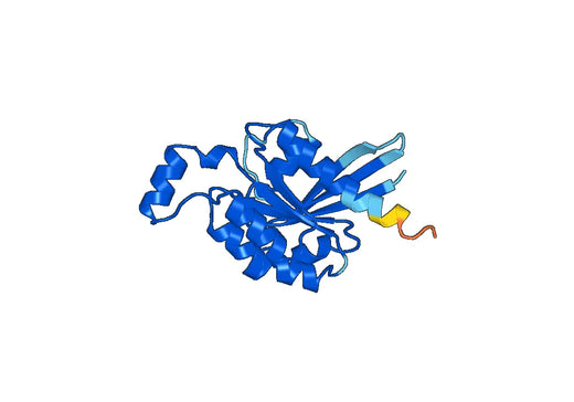 Recombinant Human RND3 Protein, N-His