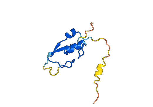 Recombinant Human RNF6 Protein, N-His-SUMO