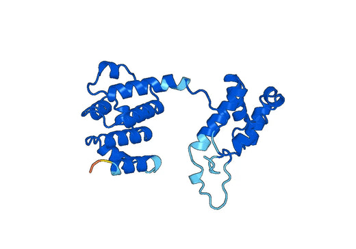 Recombinant Human RNPEP, N-His