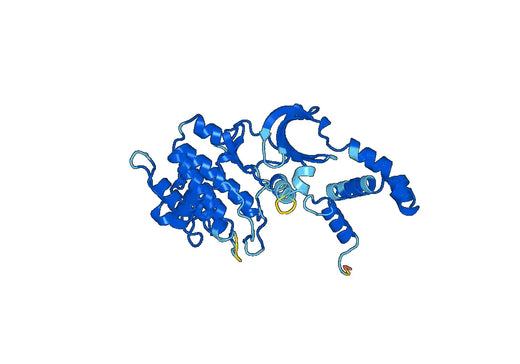Recombinant Human ROCK1 Protein, N-His