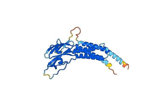 Recombinant Human ROGDI Protein, N-His