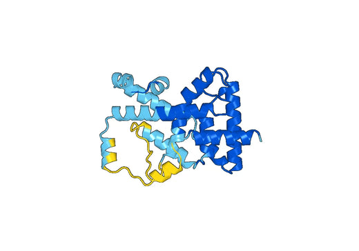Recombinant Human RORC/NR1F3/RORgT, N-His & N-SUMO