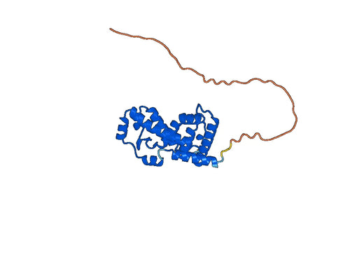 Recombinant Human RORC/NR1F3/RORgT, N-His