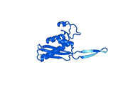 Recombinant Human RPL17 Protein, N-His