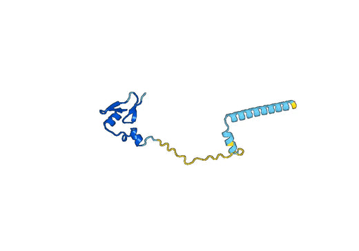 Recombinant Human RPL24 Protein, N-His