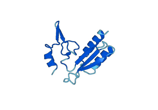 Recombinant Human RPL28 Protein, N-His