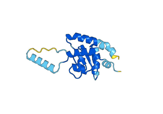 Recombinant Human RPL7A Protein, N-His