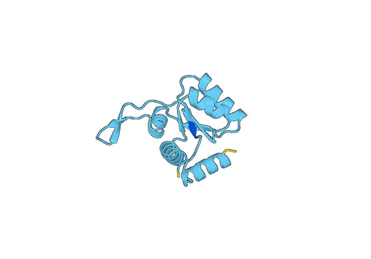 Recombinant Human RPS12 Protein, N-His