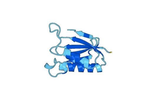 Recombinant Human RPS14 Protein, N-His