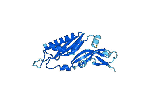 Recombinant Human RPS3A Protein, N-His