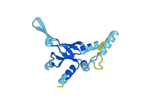 Recombinant Human RPS8 Protein, N-His