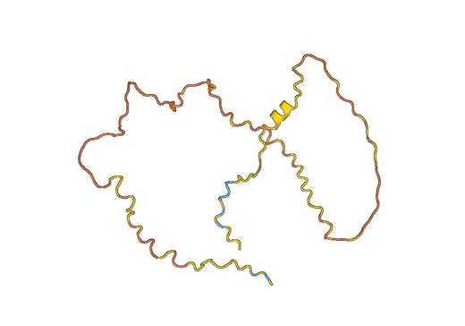 Recombinant Human RUNX2, N-His