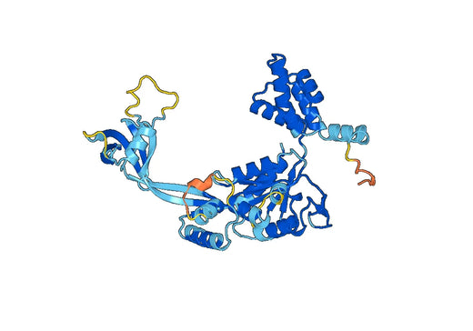 Recombinant Human RUVBL2 Protein, N-His