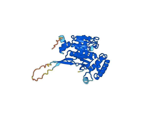 Recombinant Human SAE1 Protein, N-His