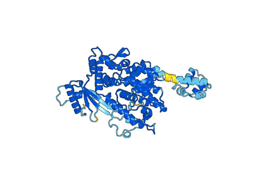Recombinant Human SAMHD1 Protein, N-His
