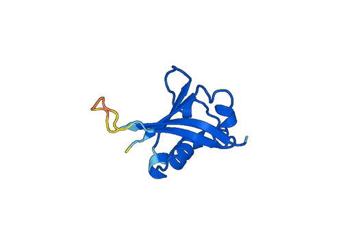 Recombinant Human SATB1 Protein, N-His-SUMO