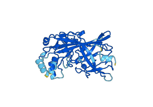 Recombinant Human SCARB2/CD36L2 Protein, N-His