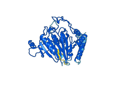 Recombinant Human SCRN1, N-His