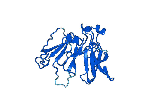 Recombinant Human SELENBP1, N-His