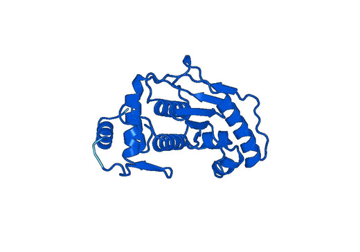 Recombinant Human SENP1 Protein, N-His