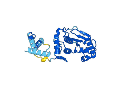 Recombinant Human SENP3 Protein, N-His