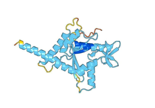 Recombinant Human SEPTIN5, N-His