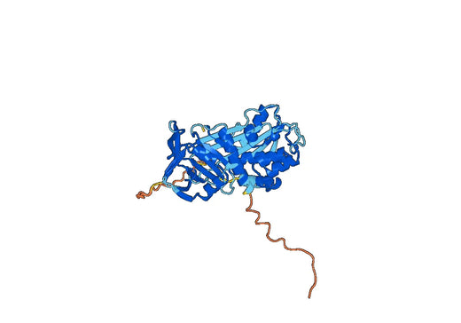 Recombinant Human SERPINA3 Protein, C-His