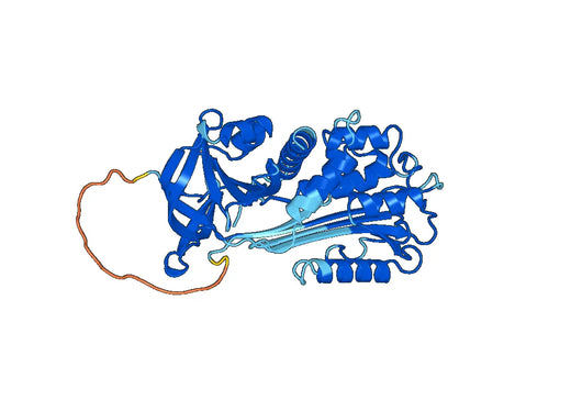 Recombinant Human SERPINB9, N-His