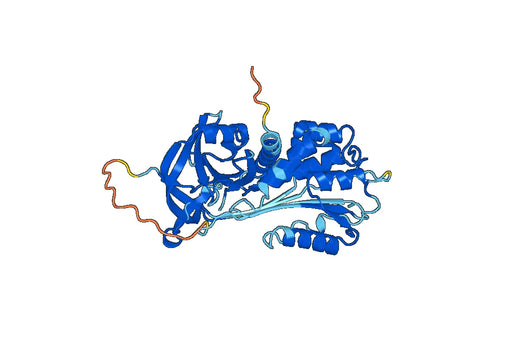 Recombinant Human SERPINE2 Protein, N-His