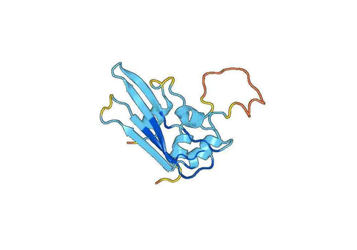 Recombinant Human SET Protein, N-His