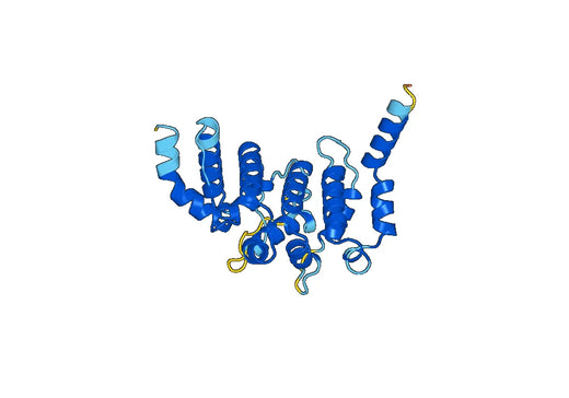 Recombinant Human SETX/ALS4/SCAR1 Protein, N-His