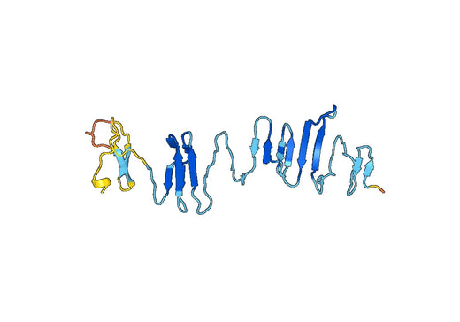 Recombinant Human SGCG Protein, N-His
