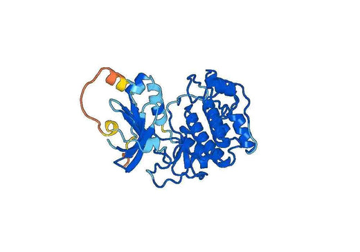 Recombinant Human SGK3 Protein, N-His
