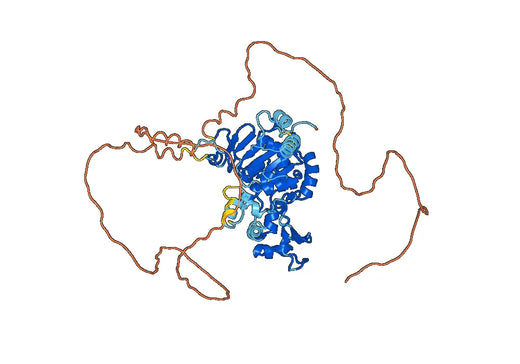 Recombinant Human SIRT1, N-His