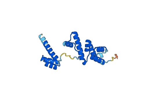 Recombinant Human SIX2 Protein, N-His
