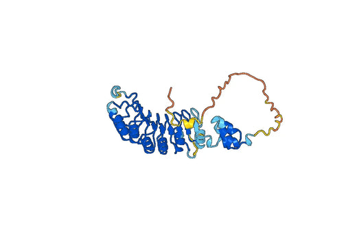 Recombinant Human SKP2, N-His