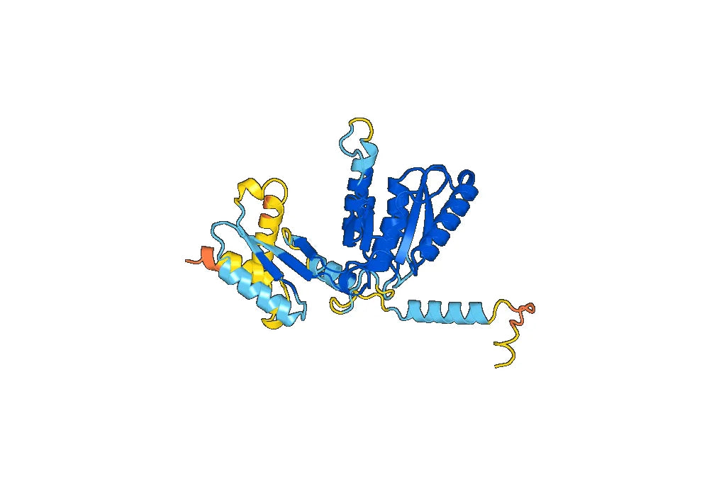 Recombinant Human SLC12A5/KCC2 Protein, N-His