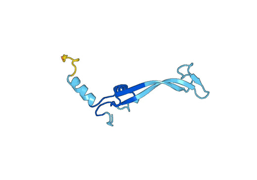 Recombinant Human SLC34A2/NaPi2b Protein, N-His-SUMO