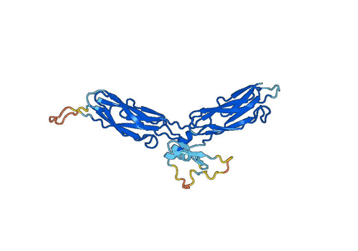 Recombinant Human SLC8A1 Protein, N-His