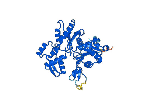 Recombinant Human SMA /ACTA2, N-His