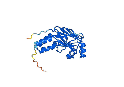 Recombinant Human SMAD3, N-His