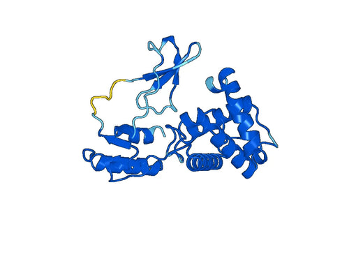 Recombinant Human SMARCC1 Protein, N-His